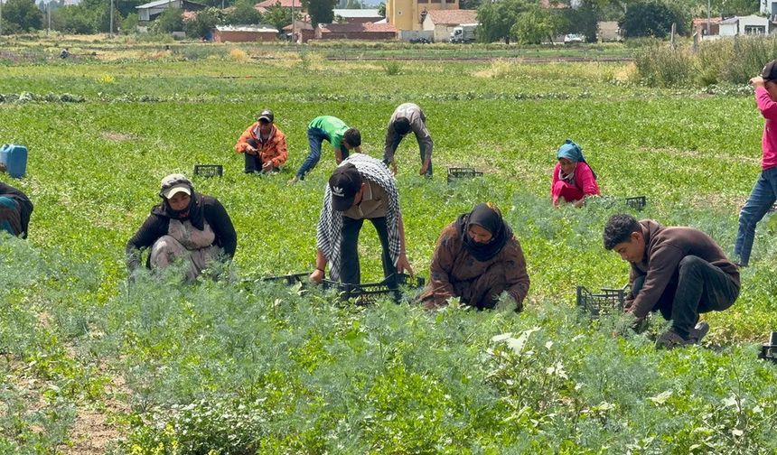 Eskişehir’de tarım işçilerinin çavuşuna sahte çek şoku: İşçiler için arabasını sattı