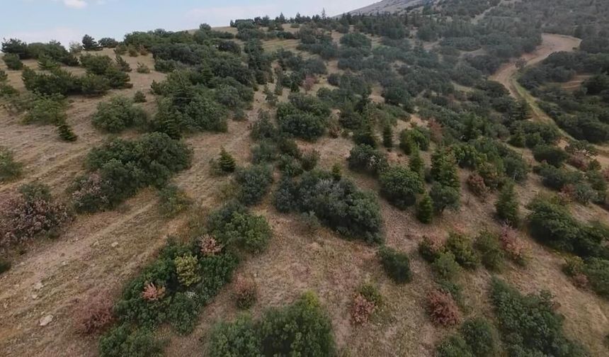 Eskişehir'de doğumu yaklaşan gebe inek kayboldu: Arama çalışmaları sürüyor