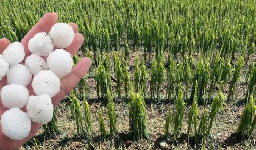 Eskişehir'de dolu zararı netleşiyor: Üretici yeniden ekim yapmak zorunda kaldı