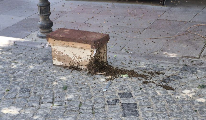 Eskişehir'de arı paniği