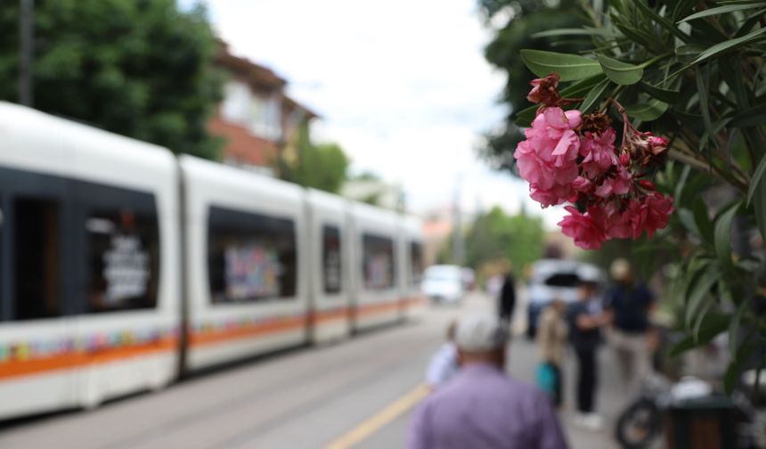 Eskişehir sokaklarında Akdeniz esintisi: Zakkumlar geri döndü!