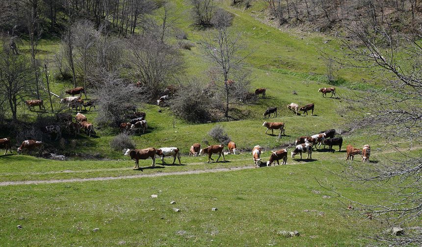 Alpagut-Atalan için bilirkişi raporu: “ÇED kararı iptal edilmeli”