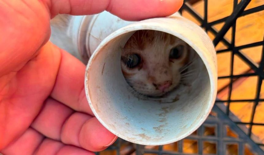 PVC borusuna sıkışan yavru kedi kurtarıldı