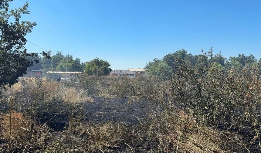 Eskişehir yolunda yangın: 11 paçalı güvercin telef oldu