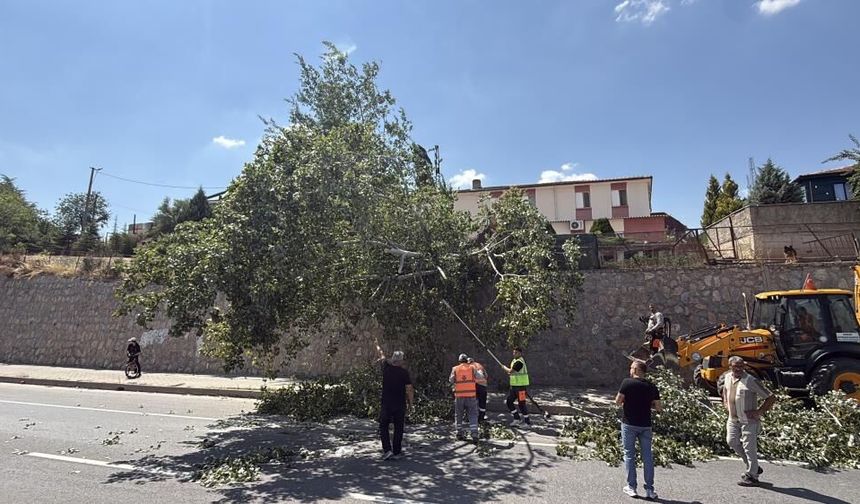 Eskişehir'de devrilen ağaç kara yolunu kısmen trafiğe kapattı