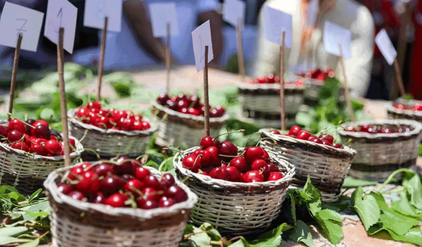 Mihalıççık’ta Kiraz Festivali heyecanı başlıyor