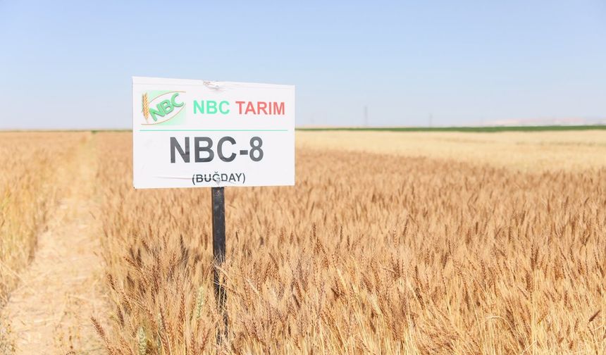 Eskişehir toprağına uygun tohumlar seçildi: Kalkanlı'da "Tarla Günü" buluşması