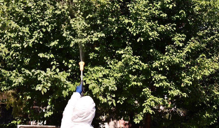 Tepebaşı'nda parklardaki ağaçlar zararlılara karşı ilaçlanıyor