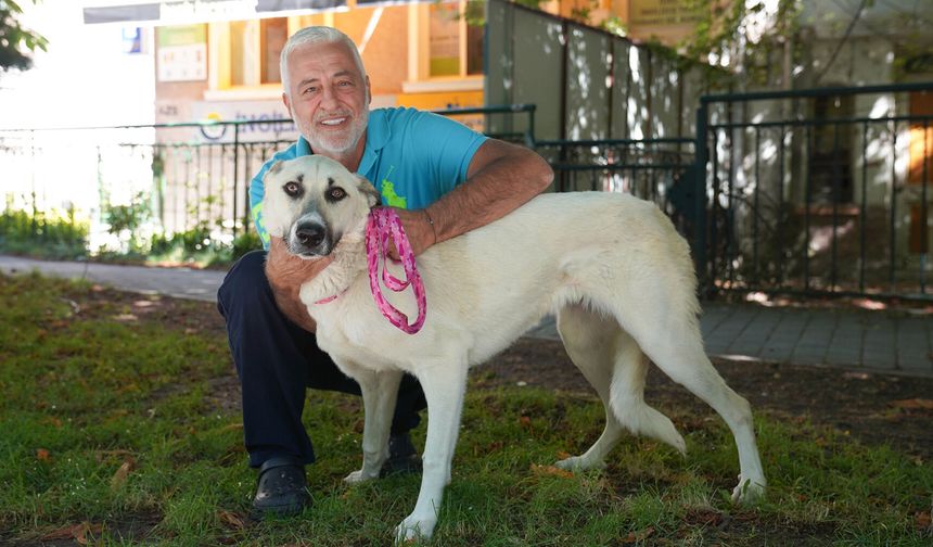 Eskişehir'de tedavisi tamamlanan can dost yeni yuvasına kavuştu