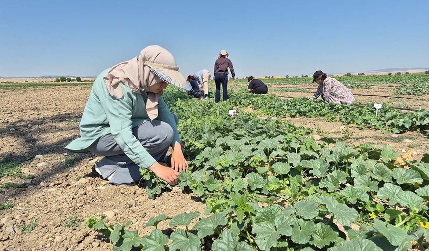 Geleceğin ziraat mühendisleri Eskişehir'de yetişiyor