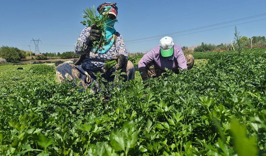 Eskişehir'de maydanoz tarlasının emekçi kadınları