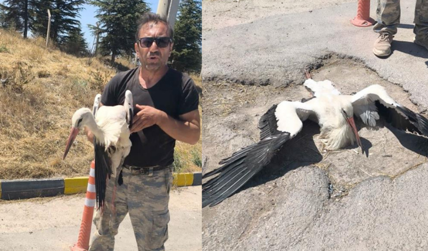 Eskişehir'de bacağı kırık halde bulunan leylek 4 gündür yardım bekliyor