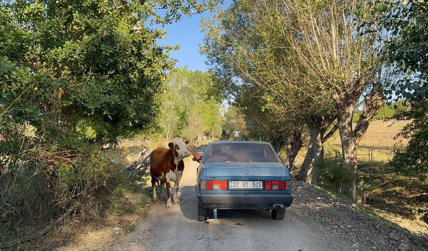 Tarlada doğan buzağıyı aracıyla eve taşıdı, ineğin tepkisi iç ısıttı
