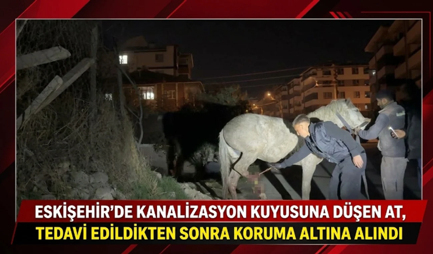 Eskişehir'de kanalizasyon kuyusuna düşen at tedavi edildikten sonra koruma altına alındı