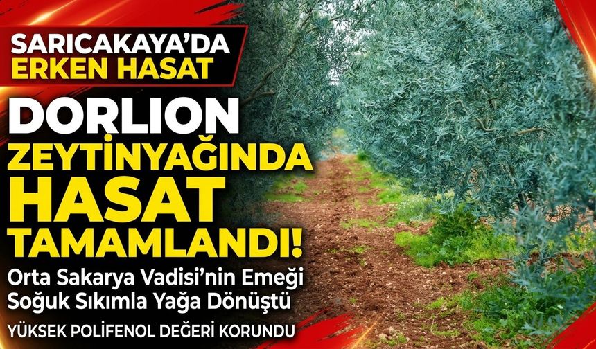 Ödüllü Dorlion zeytinyağında  erken hasat heyecanı
