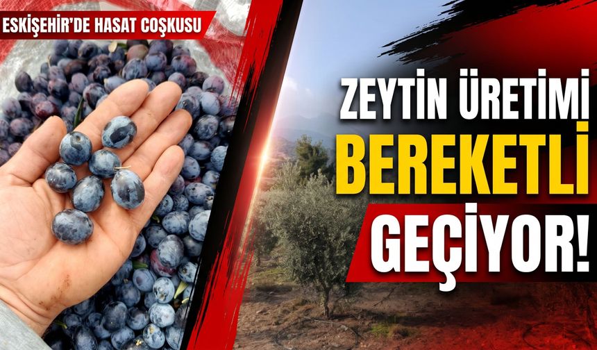 Eskişehir’de zeytin üretimi bereketli geçiyor