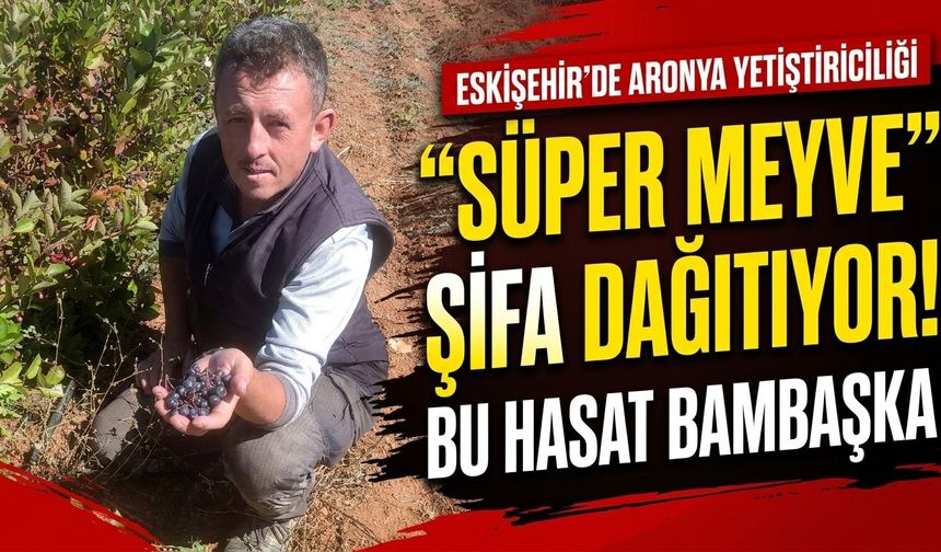 Eskişehir'de aronya yetiştiriciliği: 'Süper meyve' şifa dağıtıyor